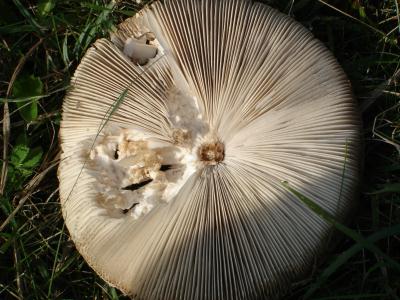 pilz-sombrero angeknabbert